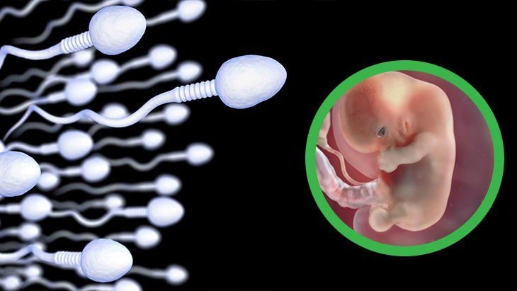 Tinh trùng có hại cho thai nhi không?
