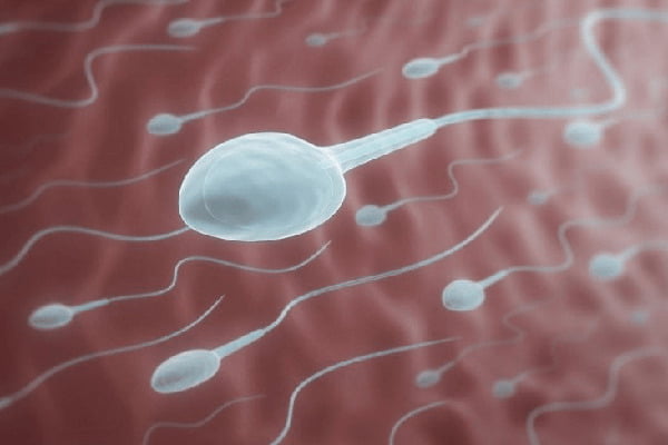tinh trùng trong tử cung
